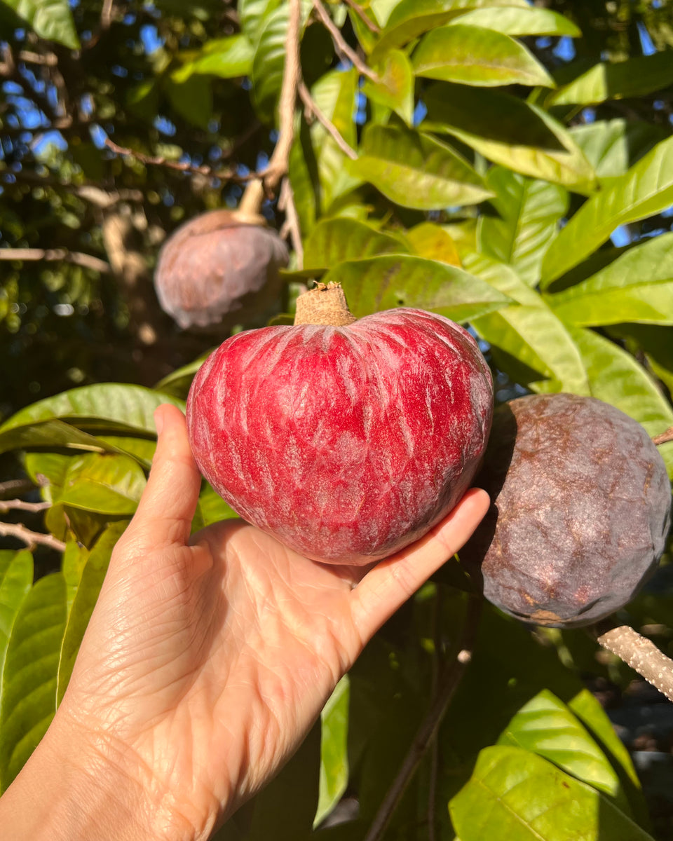 Custard Apple Season is on its way in 💗 Miami Fruit