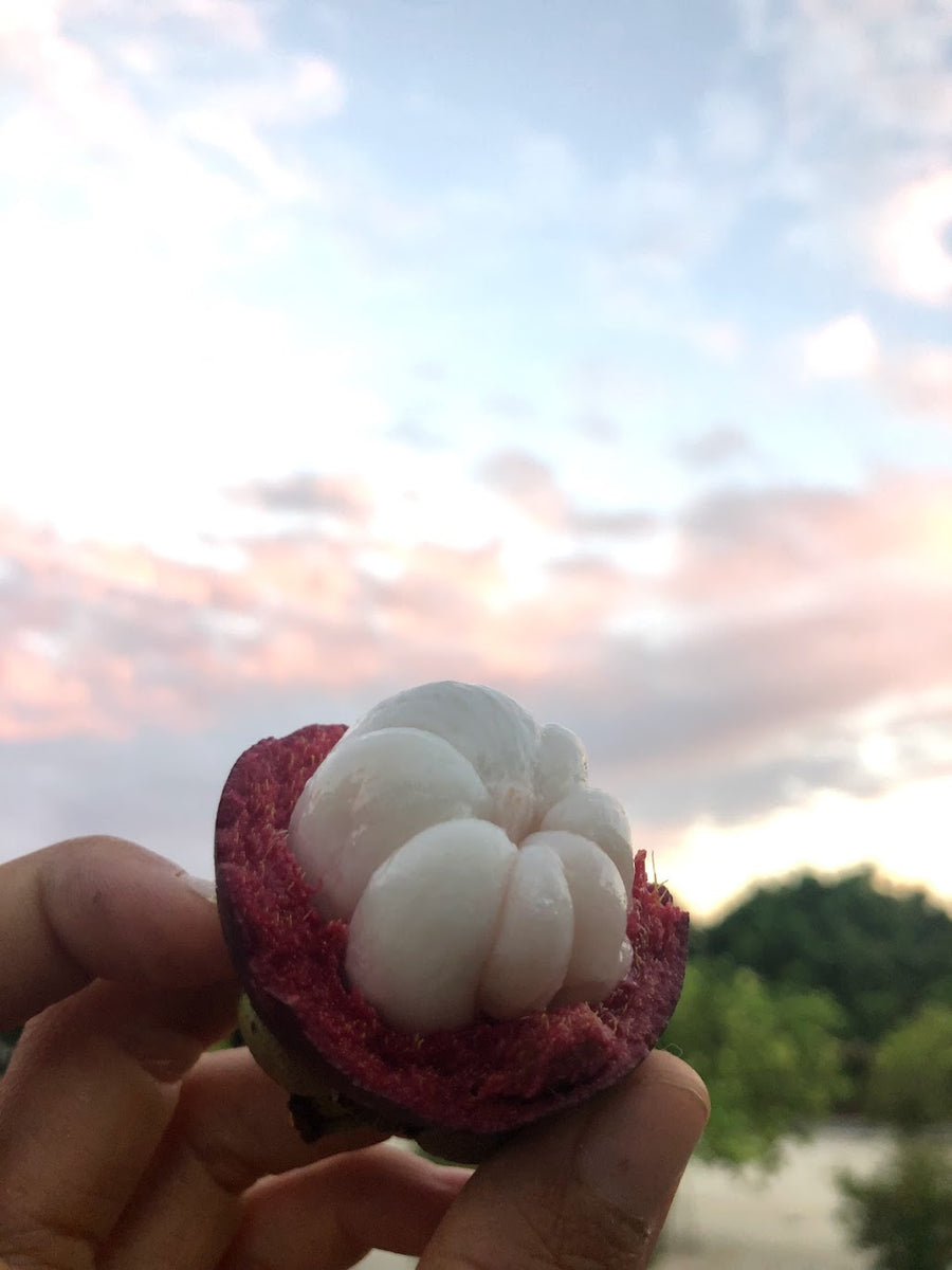 Mangosteen orders shipping this week! 💟 Miami Fruit