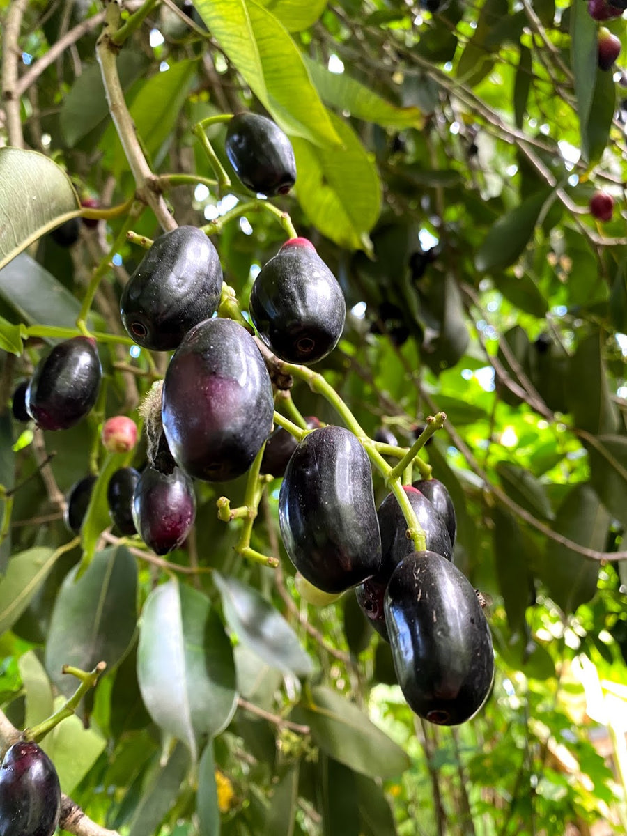 Jamun is now in season! 😍 Miami Fruit