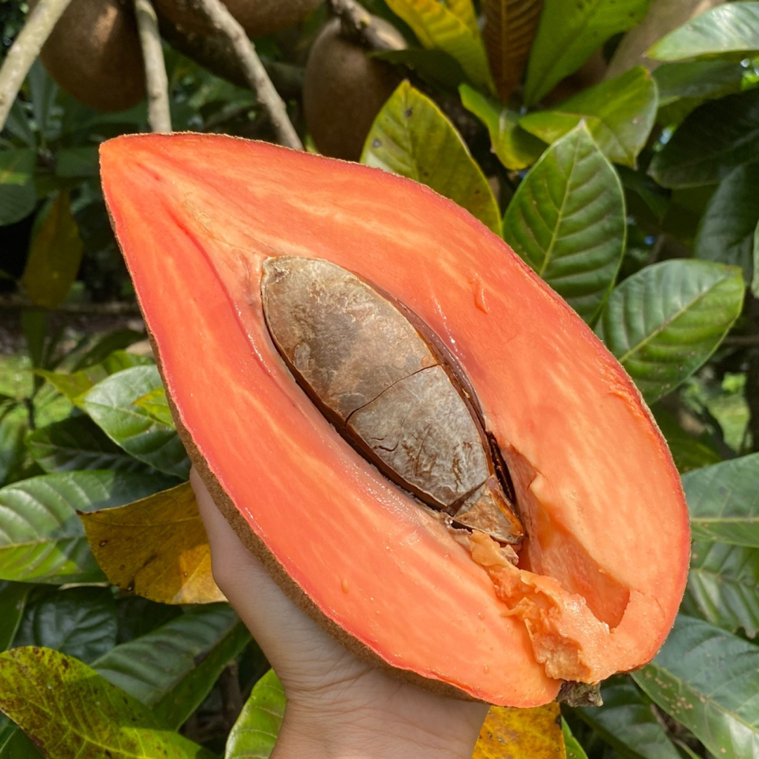 Magaña Mamey Sapote is in Season! 🧡 – Miami Fruit