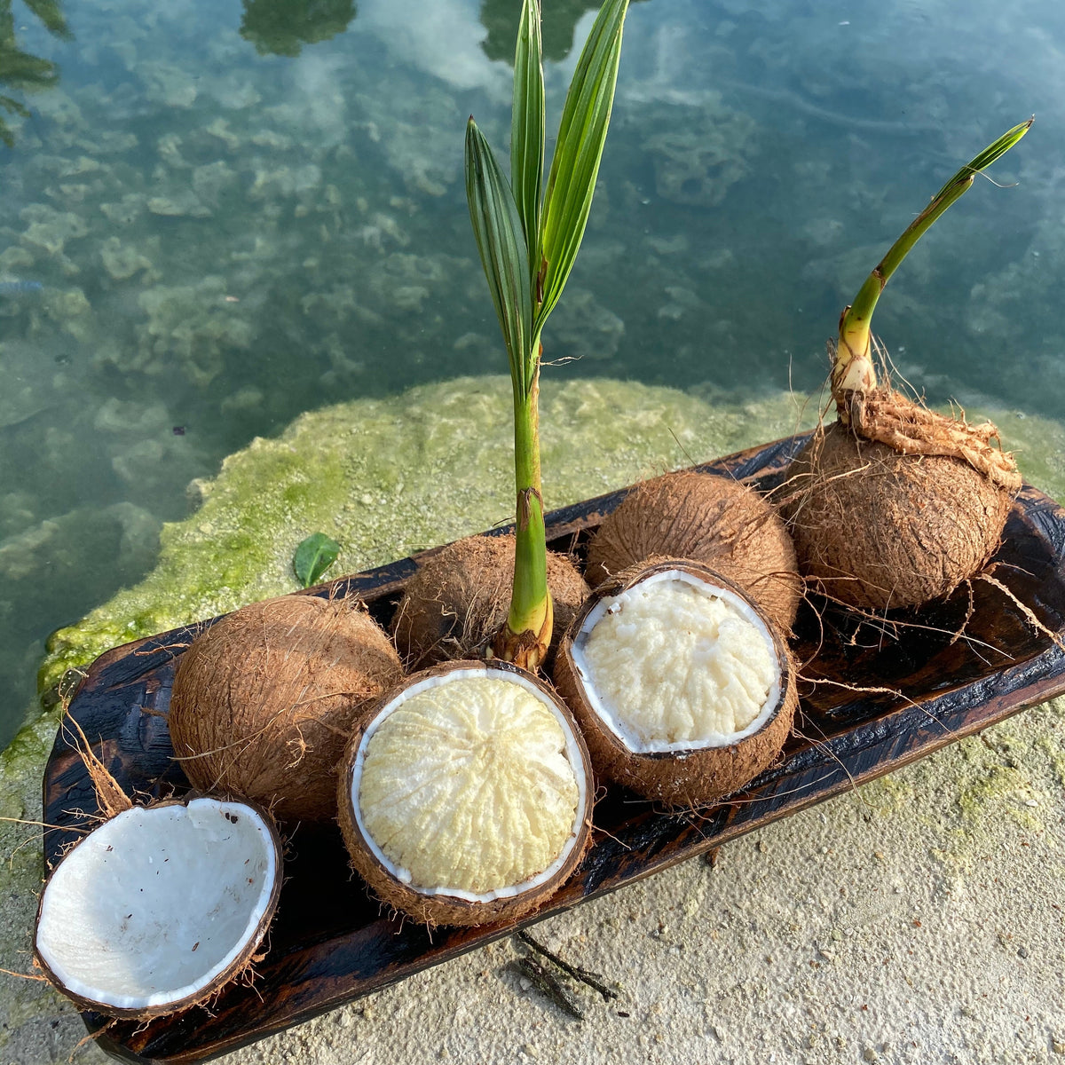 ☆coconuts☆☆ 80% off Sprouted Coconut 🥥 FLASH SALE⚡ – Miami Fruit