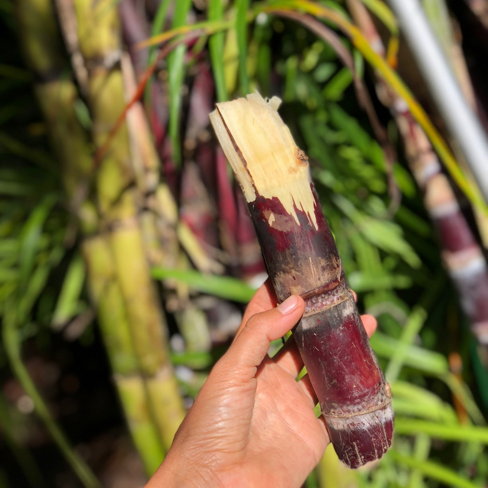 Sugarcane season will sweeten up your Spring!🎋