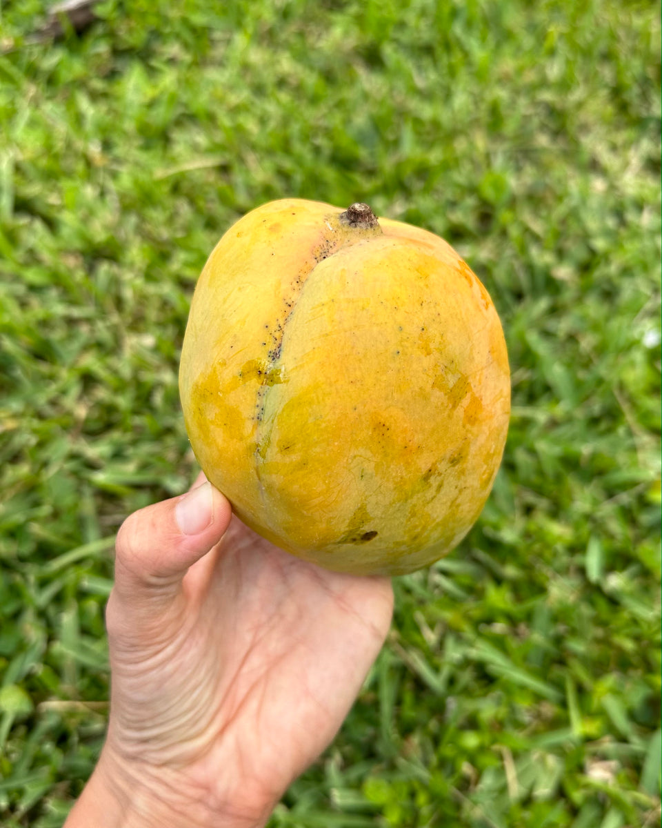 Buttercream Mango is Available 🤤 Miami Fruit