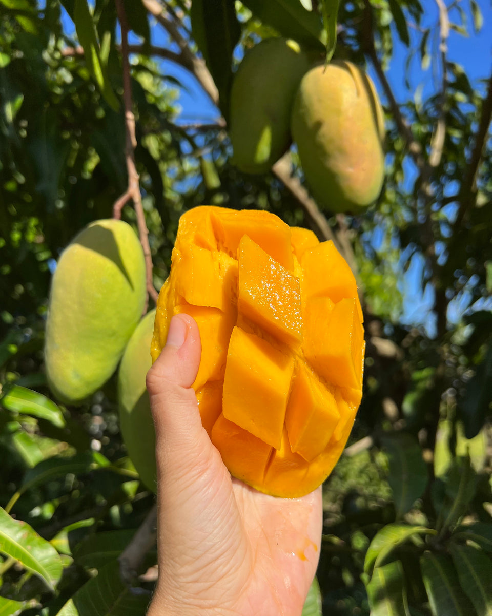 Mango Season is Starting! 🥭 PreOrders Open Miami Fruit