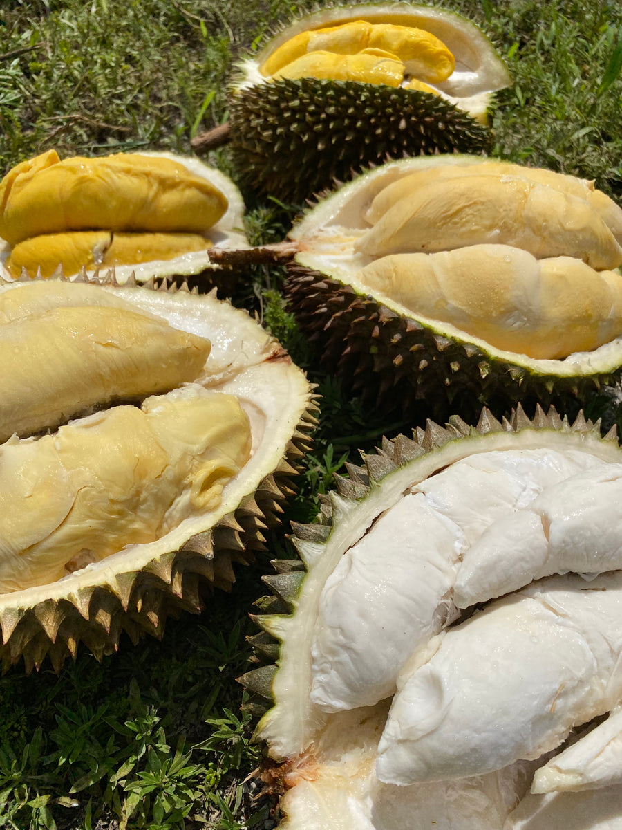 New Durian Varieties Available! 👑 – Miami Fruit