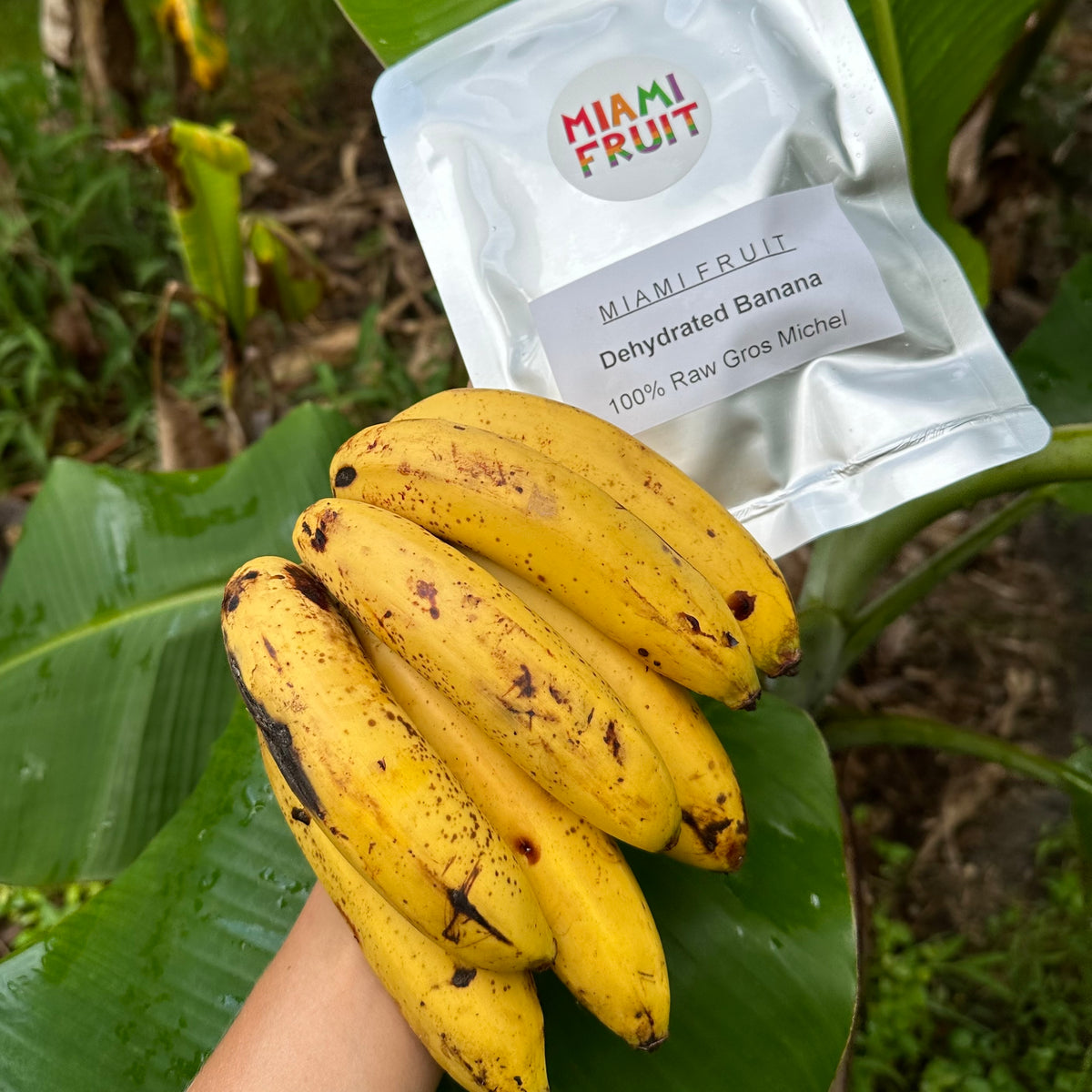 Dehydrated Gros Michel Banana
