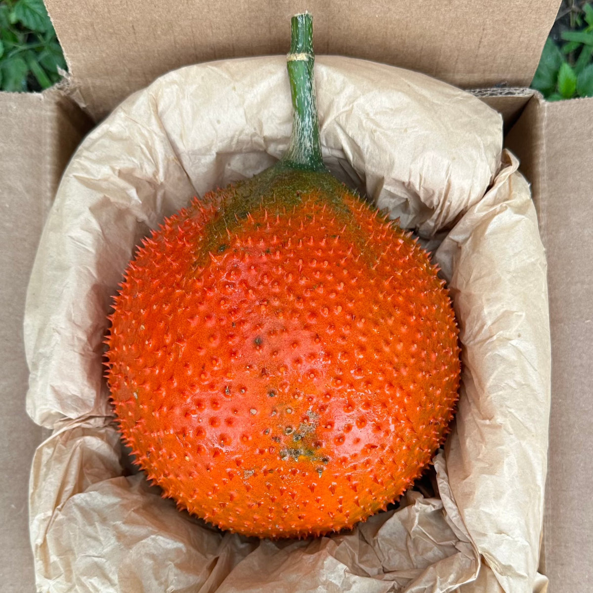 gac plant Gac Fruit *Pre-Order* – Miami Fruit