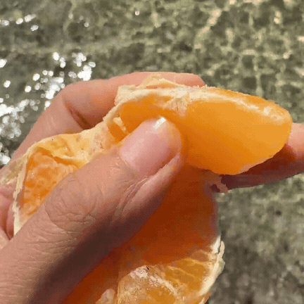Gold Nugget Mandarin – Miami Fruit