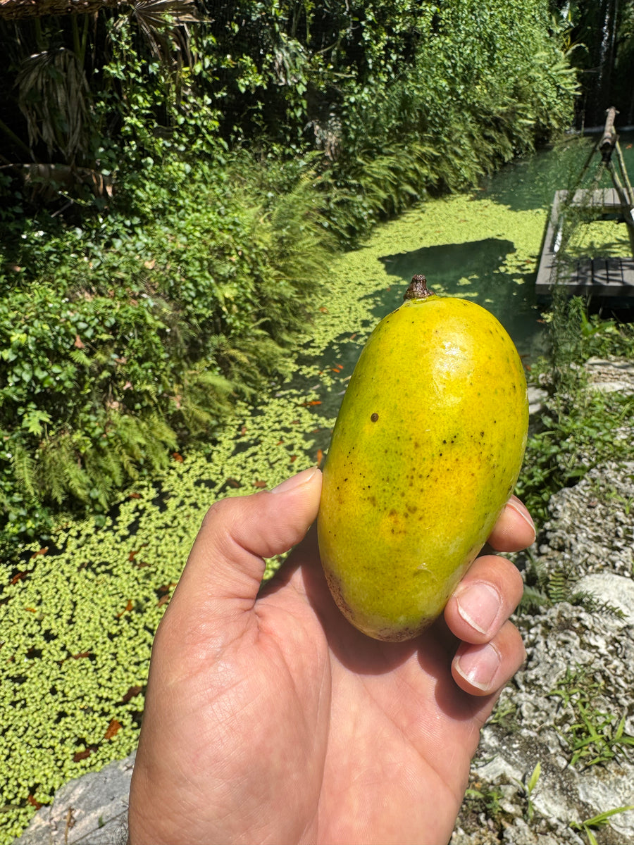Lemon Meringue Mango – Miami Fruit