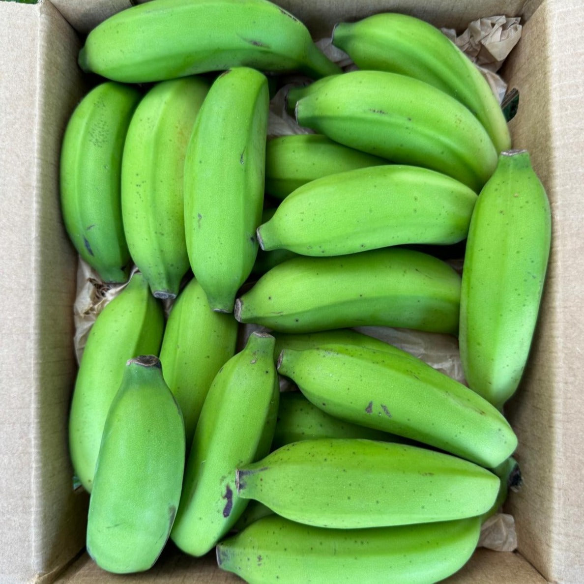 Mysore Banana – Miami Fruit