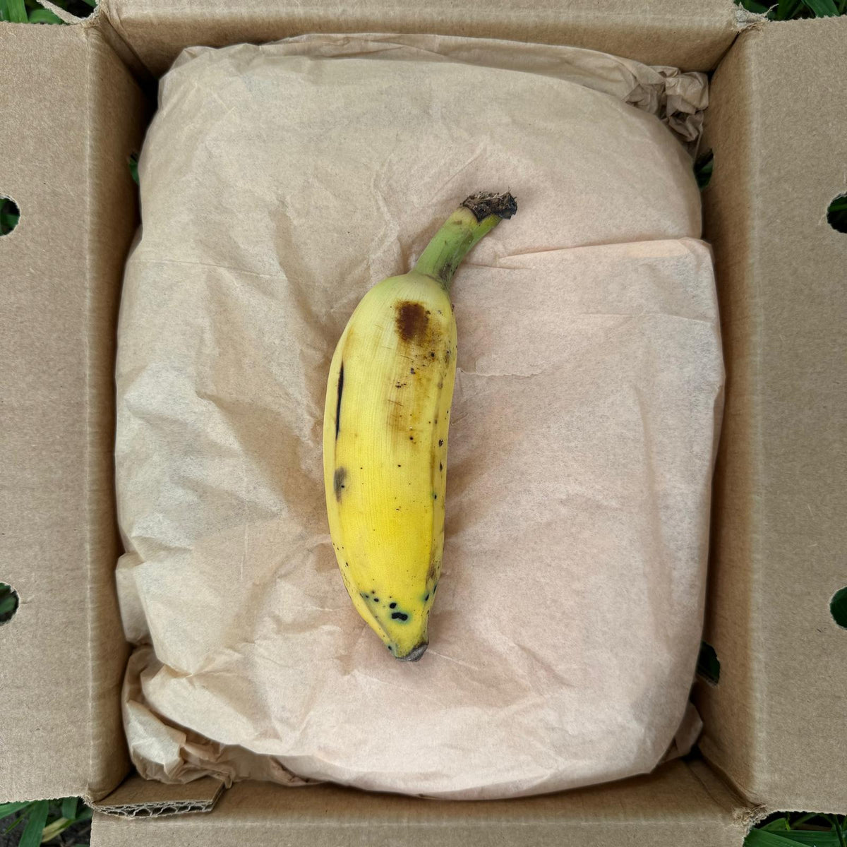 NAMWAH1FRUITINBOX_1200x1200.