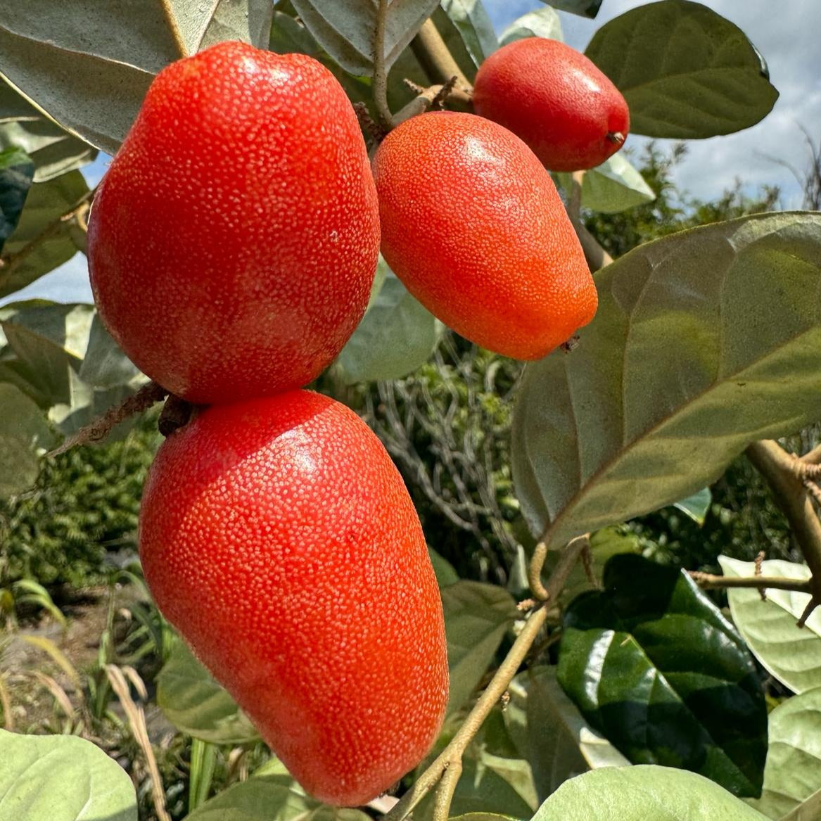 Silverberry *PreOrder* Miami Fruit