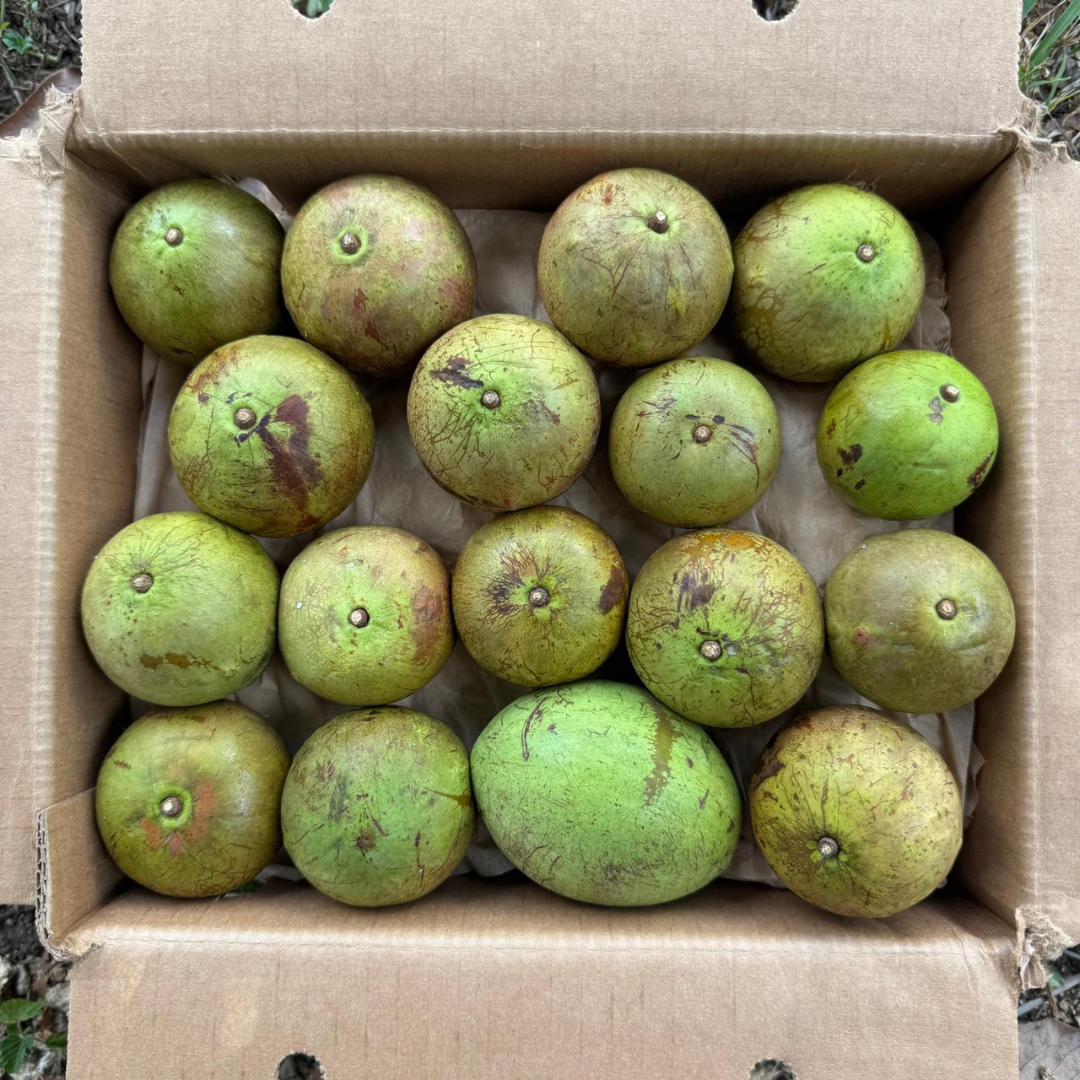 Green Star Apple (Caimito) – Miami Fruit