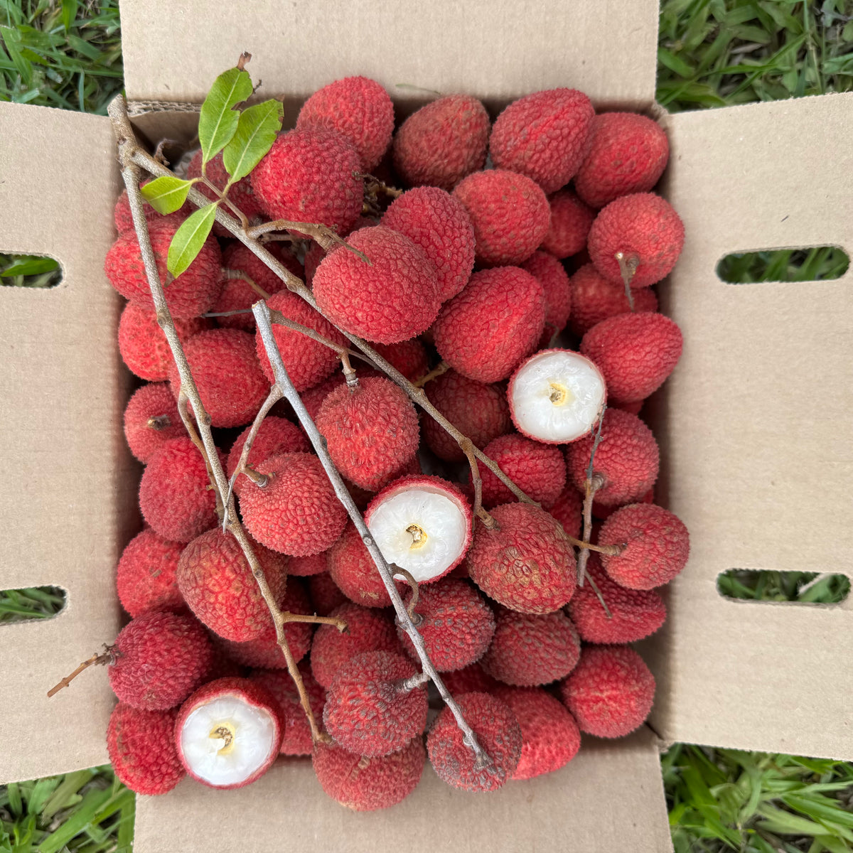 Lychee - Sweetheart Variety *Pre-Order* – Miami Fruit