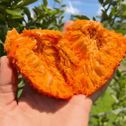 orange plant with red seeds inside Annona Spinescens Seeds