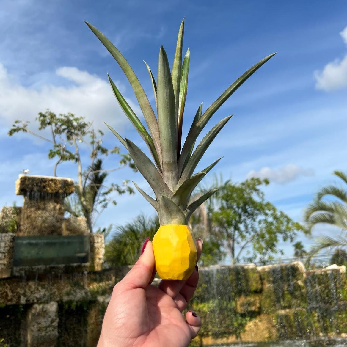 buy pineapple plant miami Decorative Stick-On Potted Pineapple Top