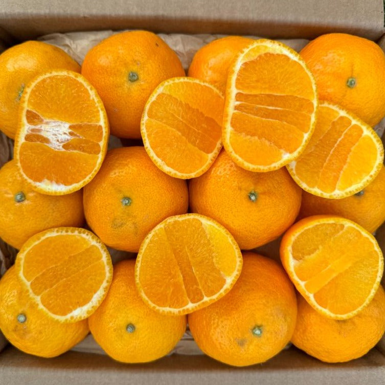 超美品 Golden Nugget Orange ゴールデンナゲット オレンジ 超美品