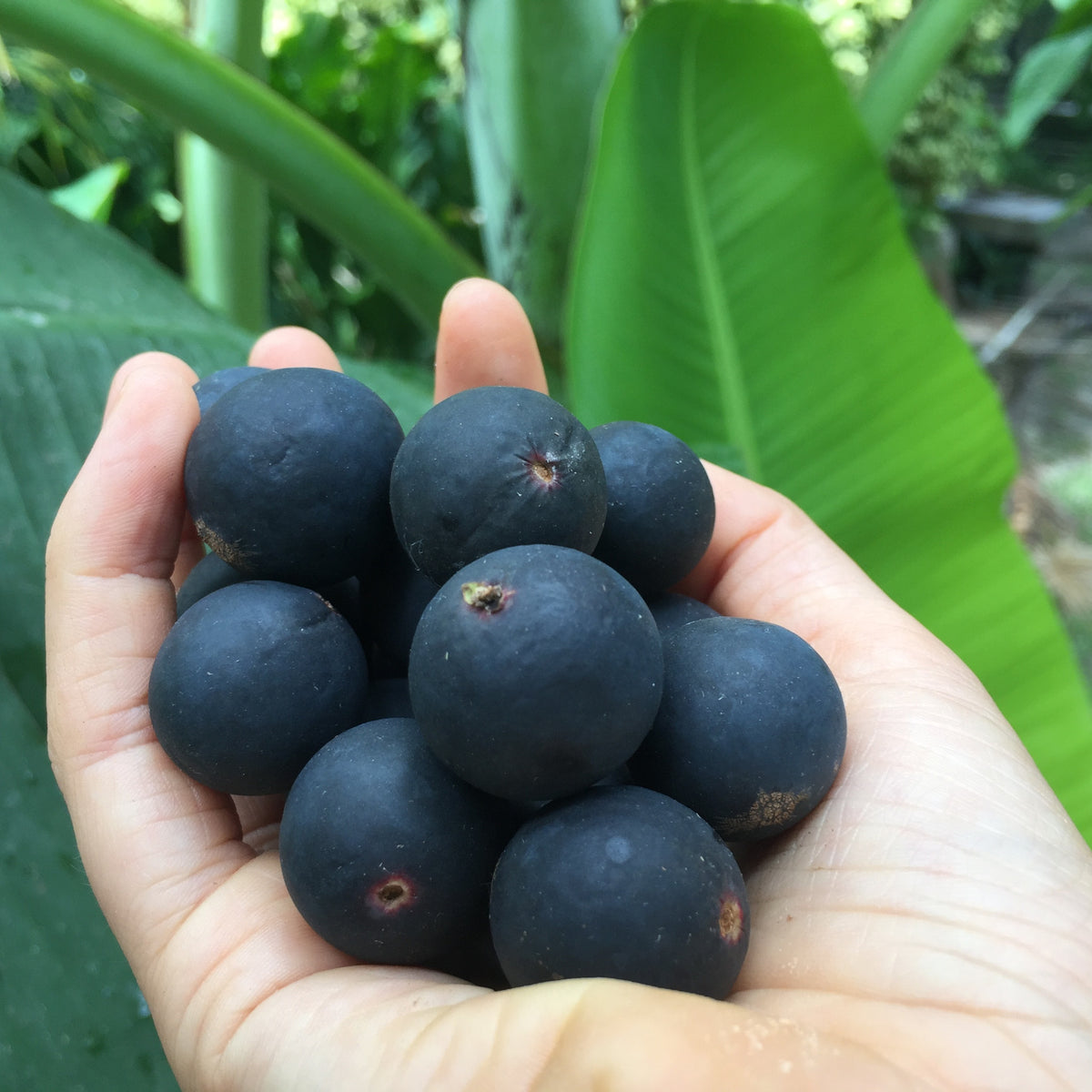 Blue Grape - Buy Blue Grape online from Miami Fruit