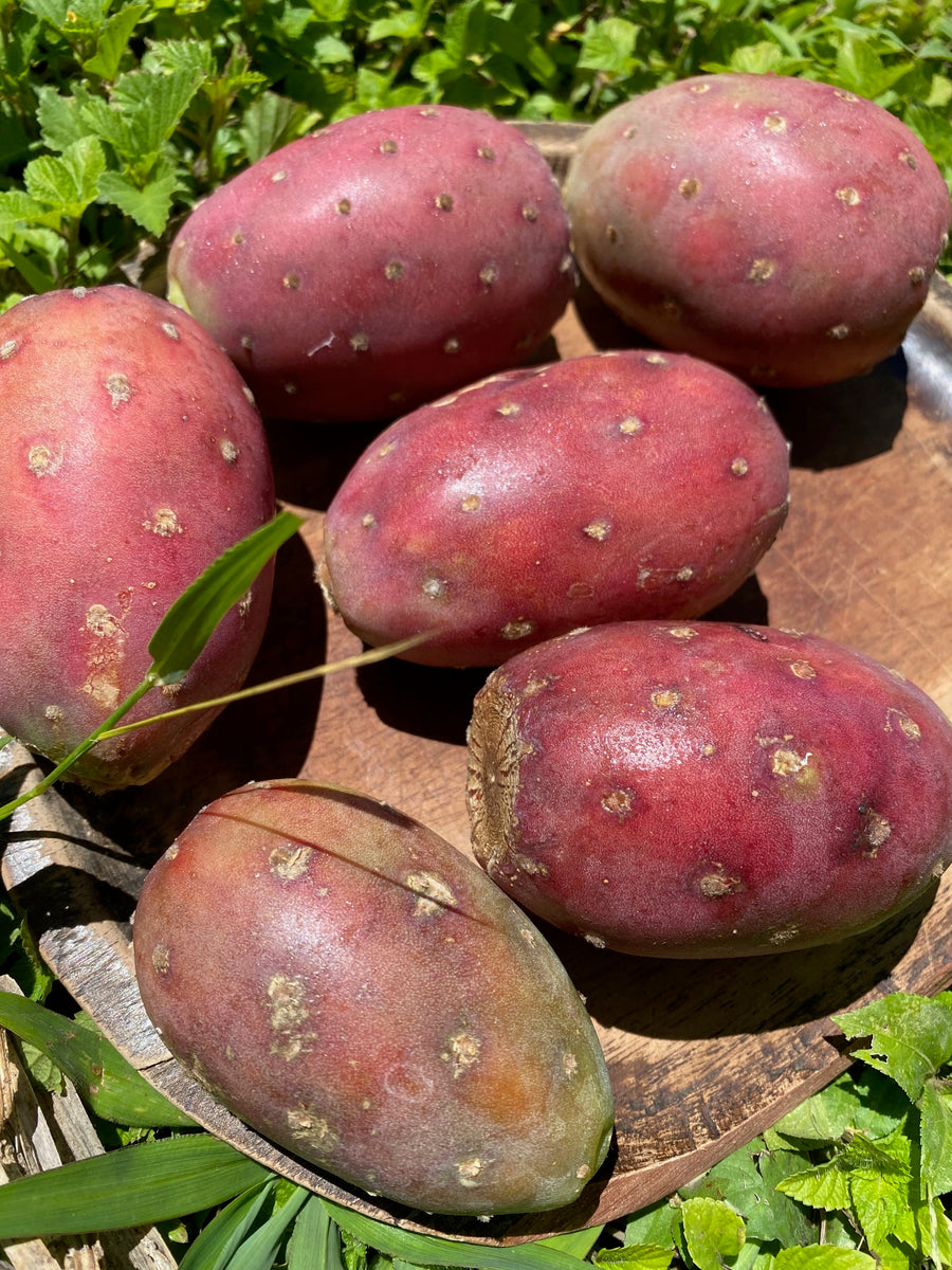 prickly pear cactus fruit ripe Cactus Fruit (Prickly Pear) *Pre-Order* – Miami Fruit
