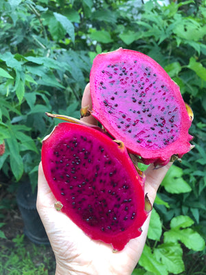 Red Dragonfruit (Pitaya) *Pre-Order*