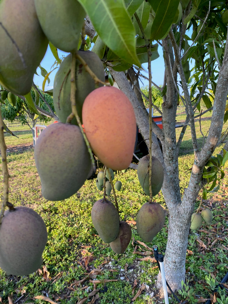 Tropical Mangoes, Buy Mangos, Mangos Fruit, Mangos