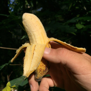 Pisang Raja Banana