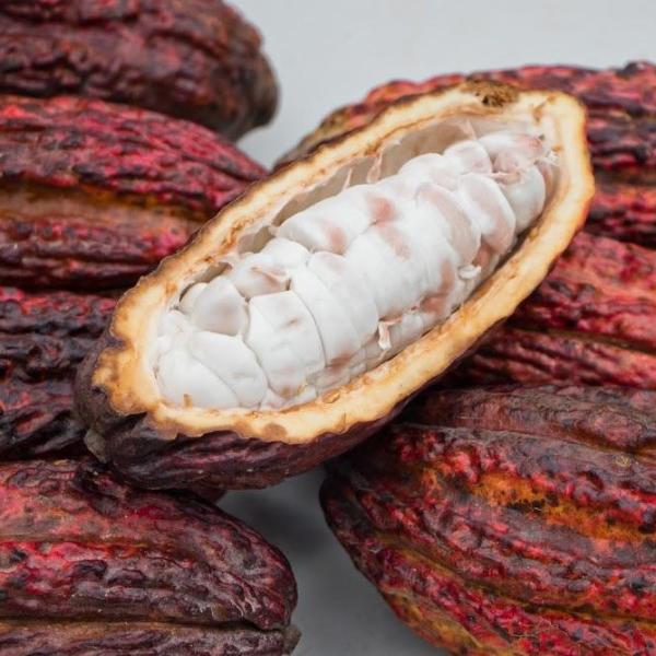 Cacao (Chocolate)
