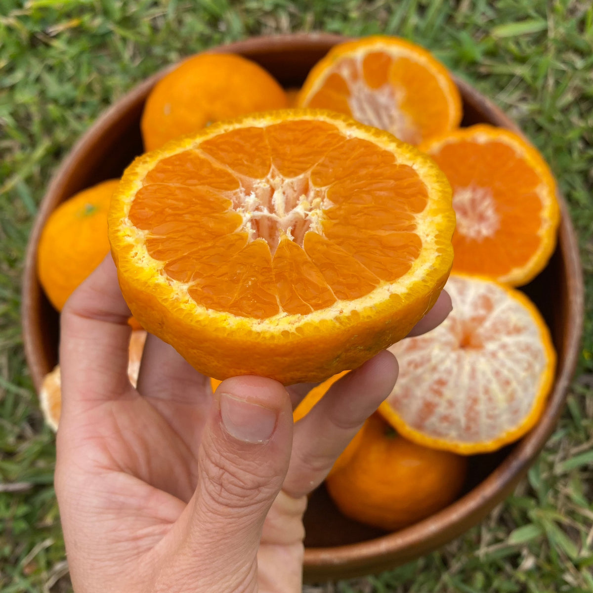 超美品 Golden Nugget Orange ゴールデンナゲット オレンジ Golden Nugget Tangerines – Marmalade Grove