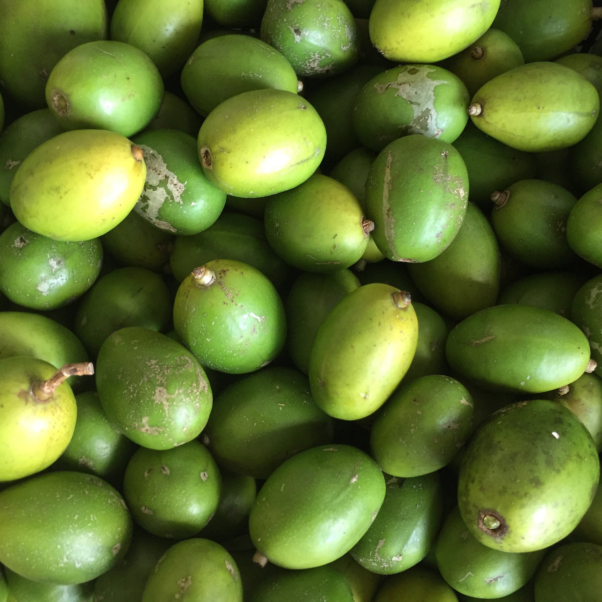 Tropical Importers Fresh June Plum (3lb)