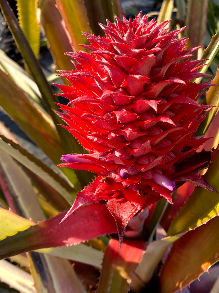 Red Pineapple Plant *Pre-Order*