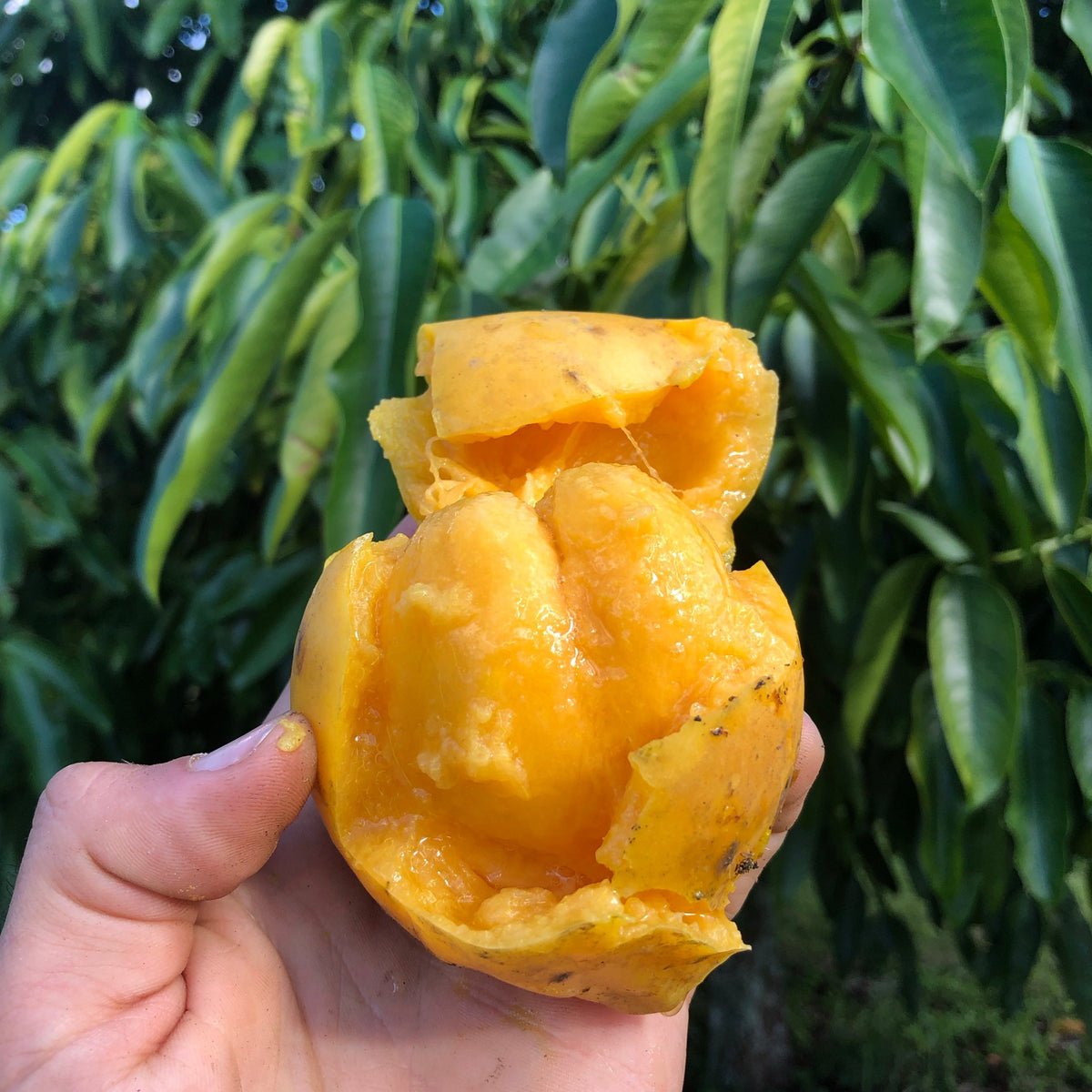 Gamboge (Lemon Mangosteen) Miami Fruit