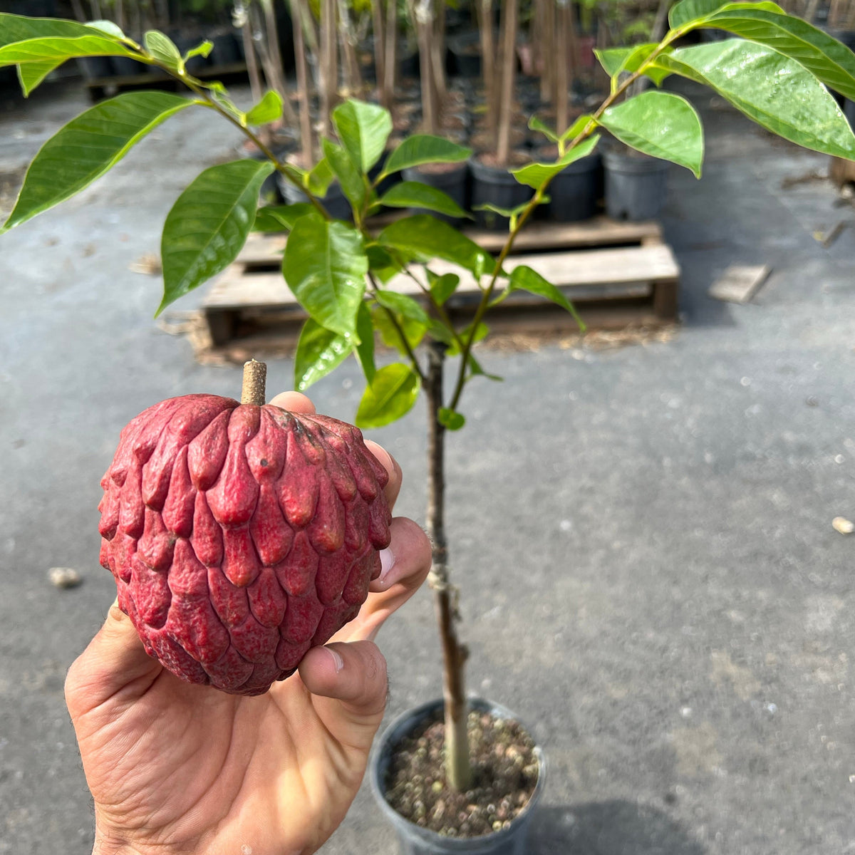 money tree red fruit Red Atemoya GRAFTED TREE – Miami Fruit