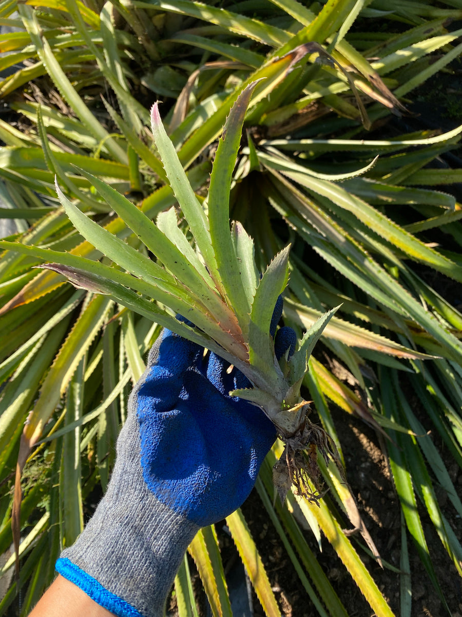 red pineapple plant for sale Red Pineapple Plant – Miami Fruit