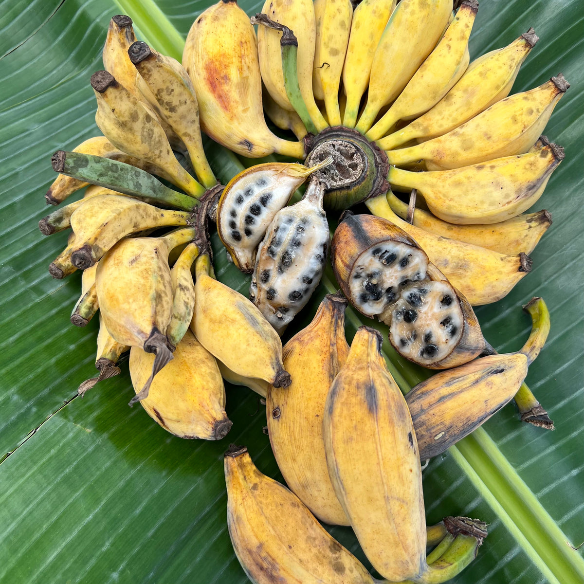 plant banana seeds Seeded Banana