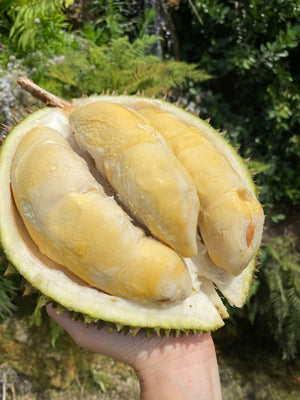 Red Prawn Durian