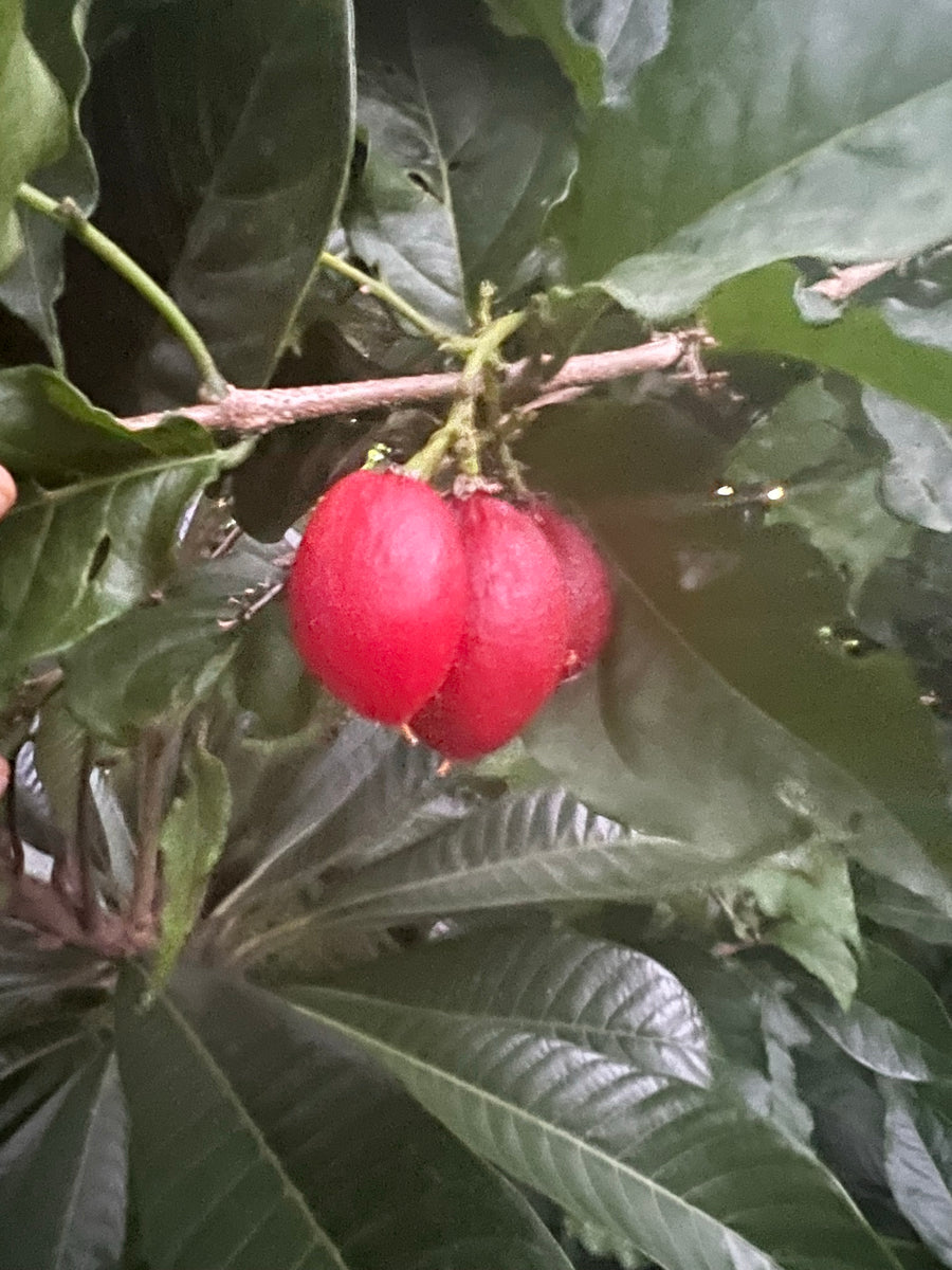Peanut Butter Fruit Miami Fruit