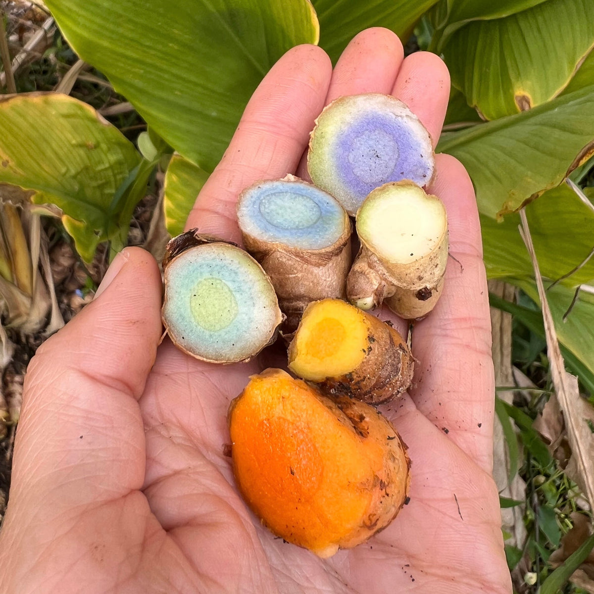 Rainbow Turmeric Box – Miami Fruit