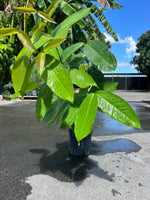 Air Layered Wax Jambu Tree - Seedless Fruiting