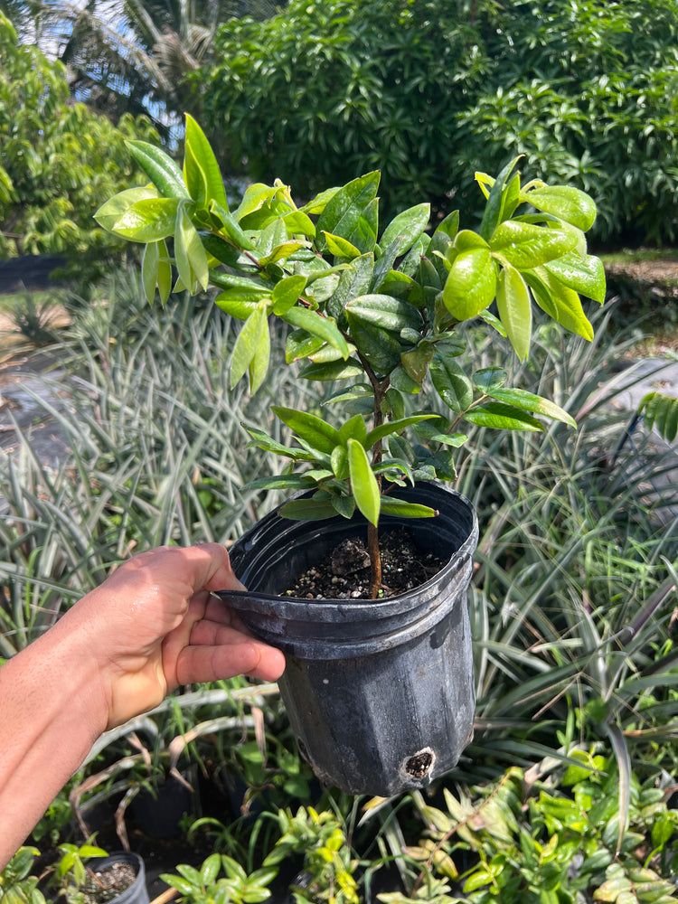 Yellow Jaboticaba TREE - 1 gallon