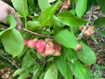 Air Layered Wax Jambu Tree - Seedless Fruiting