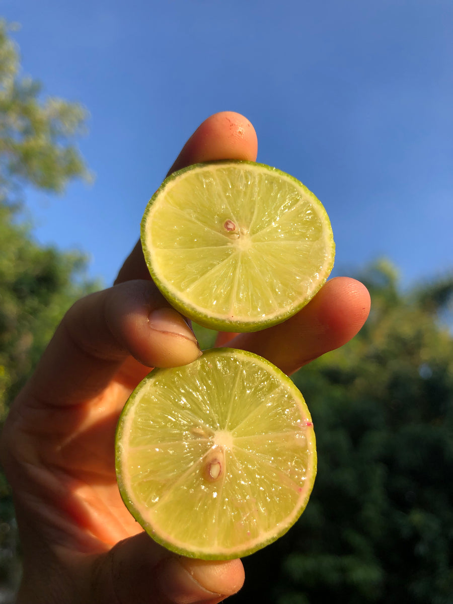 Key Lime – Miami Fruit