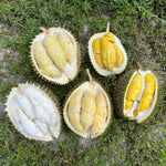 Durian Party Box - Musang King, D24, D101, Hulu, & Red Prawn