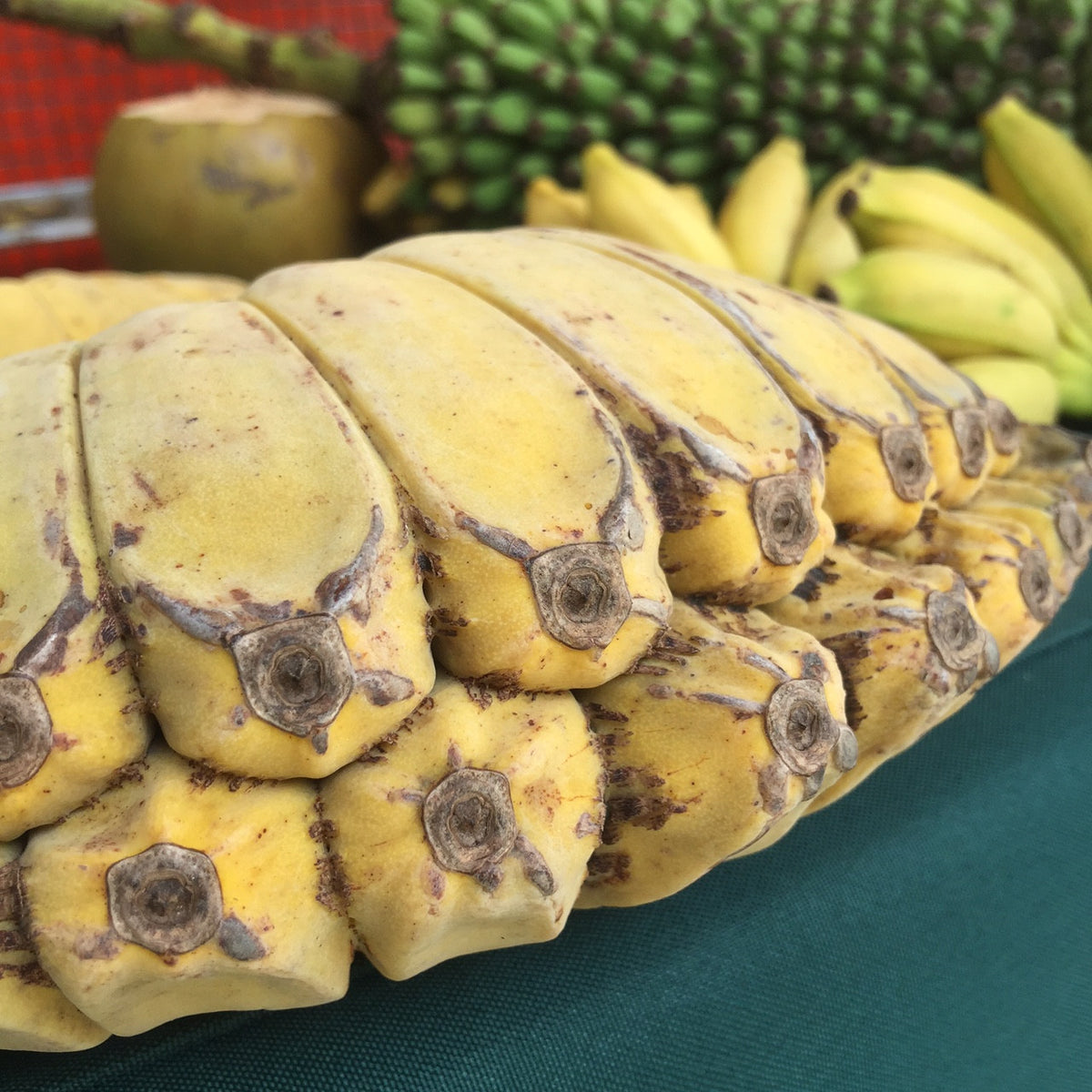 Praying Hands Banana *Pre-Order* – Miami Fruit