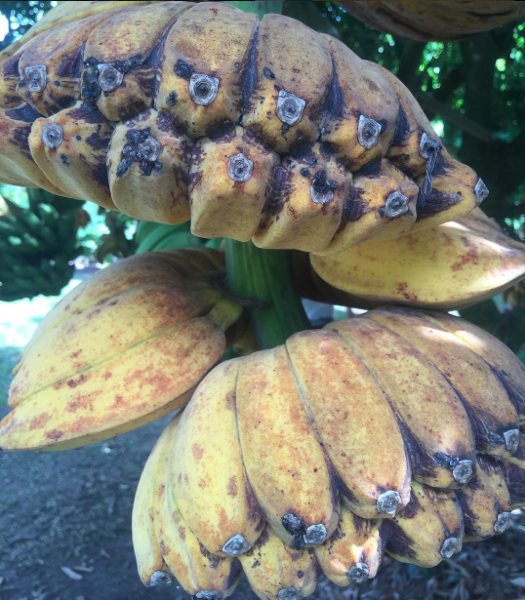 praying hands banana plant Praying Hands Banana *Pre-Order* Large Box
