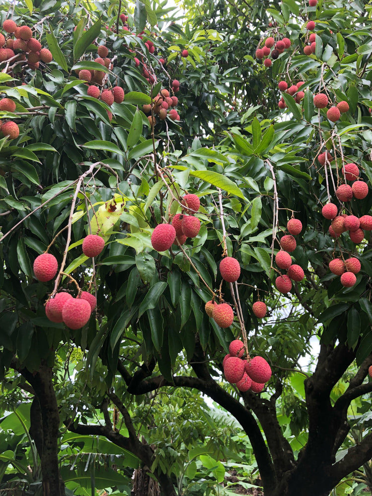 Lychee - Mauritius Variety *Pre-Order*
