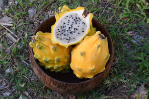 Yellow Dragonfruit (Pitaya)