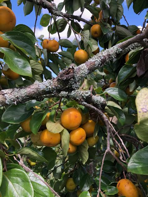 🍂Fall Updates + What's in Season + More🍁