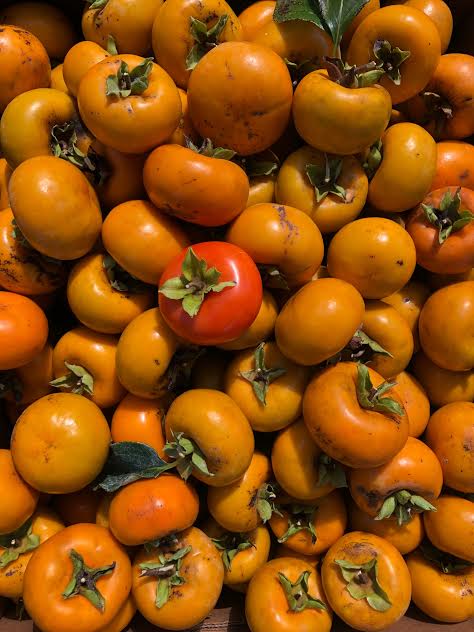 🍅 How to Tell When a Tropical Persimmon is perfectly RIPE🌳