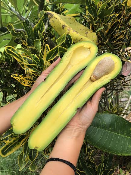 💜Purple Avocado + Long Neck Avocado Boxes Available this week ONLY!!💚