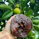 Black Sapote is on the Horizon 💚